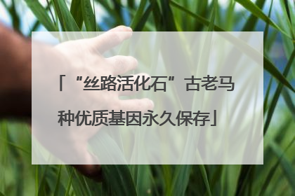 “丝路活化石”古老马种优质基因永久保存