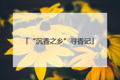“沉香之乡”寻香记