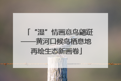 “湿”情画意鸟翩跹——黄河口候鸟栖息地再绘生态新画卷