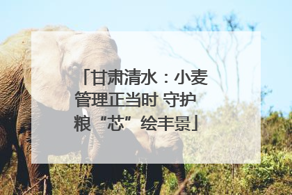 甘肃清水：小麦管理正当时 守护粮“芯”绘丰景