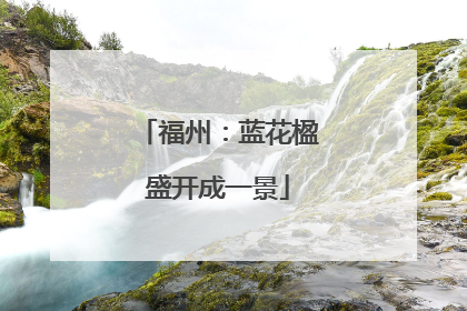 福州：蓝花楹盛开成一景