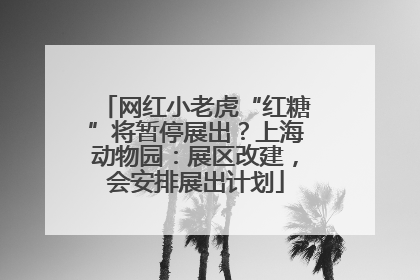 网红小老虎“红糖”将暂停展出？上海动物园：展区改建，会安排展出计划