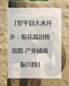 罗平县大水井乡：菊花栽出致富路 产业铺就振兴图