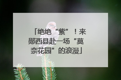 绝绝“紫”！来郧西县赴一场“莫奈花园”的浪漫