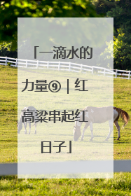 一滴水的力量⑨｜红高粱串起红日子
