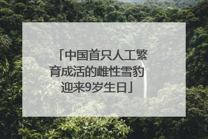 中国首只人工繁育成活的雌性雪豹迎来9岁生日