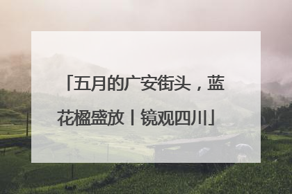 五月的广安街头，蓝花楹盛放丨镜观四川