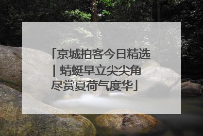 京城拍客今日精选｜蜻蜓早立尖尖角 尽赏夏荷气度华