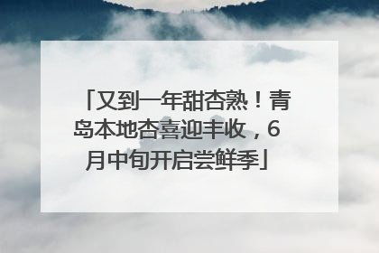 又到一年甜杏熟！青岛本地杏喜迎丰收，6月中旬开启尝鲜季