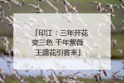 印江：三年开花变三色 千年紫薇王盛花引客来