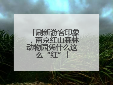 刷新游客印象，南京红山森林动物园凭什么这么“红”