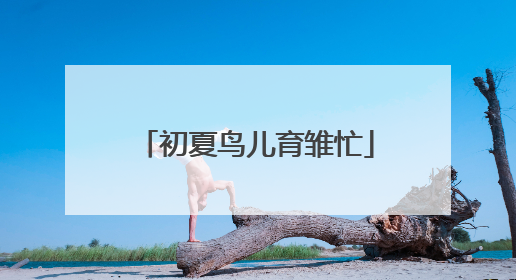 初夏鸟儿育雏忙