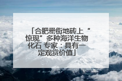 合肥罍街地砖上“惊现”多种海洋生物化石 专家：具有一定观赏价值