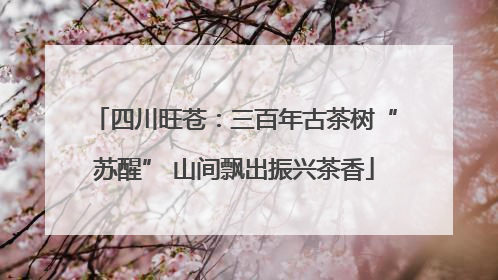 四川旺苍：三百年古茶树“苏醒” 山间飘出振兴茶香
