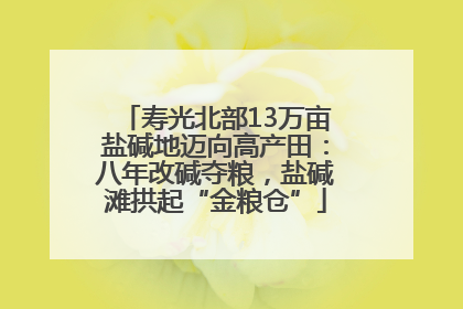 寿光北部13万亩盐碱地迈向高产田：八年改碱夺粮，盐碱滩拱起“金粮仓”