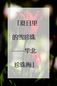 夏日里的雪珍珠——华北珍珠梅