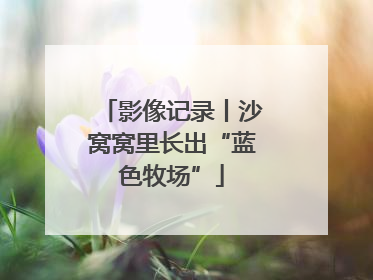 影像记录丨沙窝窝里长出“蓝色牧场”