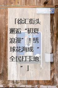 徐汇街头邂逅“初夏浪漫”！绣球花海成“全民打卡地”