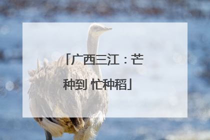 广西三江：芒种到 忙种稻