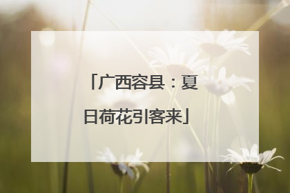 广西容县：夏日荷花引客来