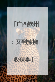 广西钦州：又到辣椒收获季