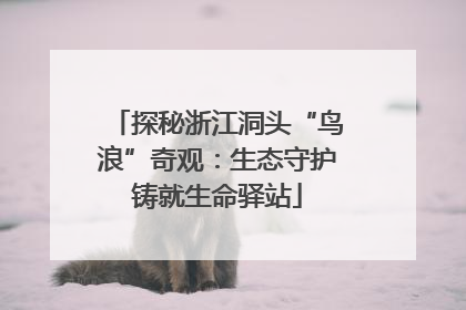 探秘浙江洞头“鸟浪”奇观：生态守护铸就生命驿站