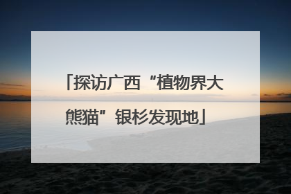 探访广西“植物界大熊猫”银杉发现地