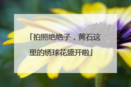 拍照绝绝子，黄石这里的绣球花盛开啦