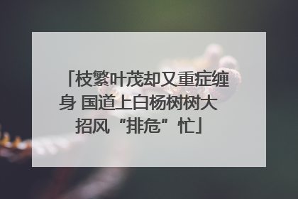 枝繁叶茂却又重症缠身 国道上白杨树树大招风“排危”忙