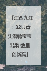 江西九江：32只青头潜鸭宝宝出巢 数量创新高