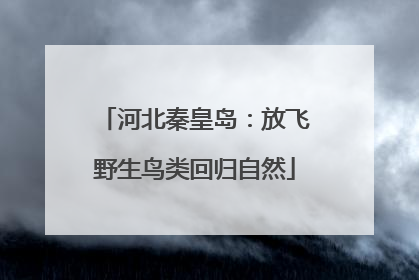 河北秦皇岛：放飞野生鸟类回归自然