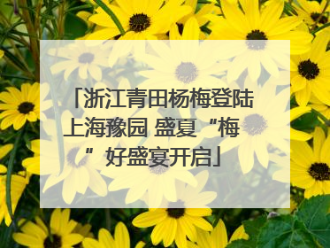 浙江青田杨梅登陆上海豫园 盛夏“梅”好盛宴开启