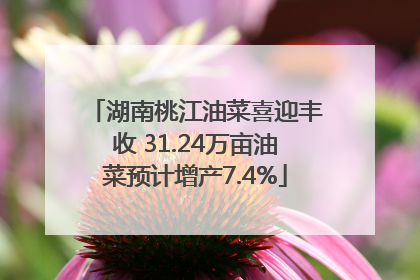 湖南桃江油菜喜迎丰收 31.24万亩油菜预计增产7.4%