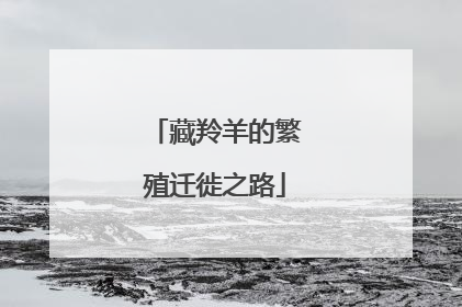 藏羚羊的繁殖迁徙之路