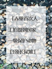 赤壁首次人工拍摄到国家一级保护动物白颈长尾雉