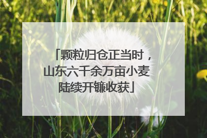 颗粒归仓正当时，山东六千余万亩小麦陆续开镰收获