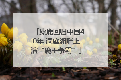 麋鹿回归中国40年 洞庭湖畔上演“鹿王争霸”