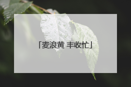 麦浪黄 丰收忙